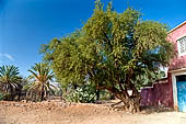 Marocco meridionale - Escursione nella vale di Ameln tra antichi villaggi berberi. Albero di argan  nei pressi di Tafraoute. 